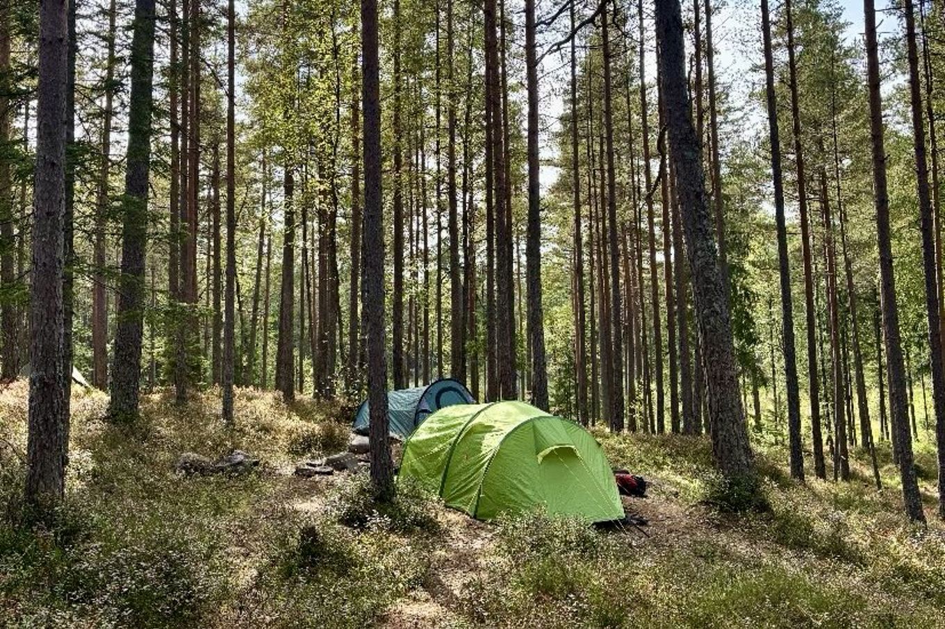 Et telt i skogen